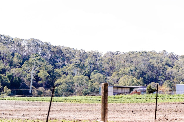A rural landscape featuring a large expanse of crop fields in the foreground, a few scattered buildings including a large barn or shed, and a line of dense, mature trees in the background. The field appears freshly tilled, with green crops starting to grow in places. The sky is partially visible, suggesting daytime with a clear or slightly overcast weather.