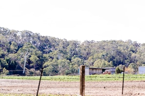 A rural landscape featuring a large expanse of crop fields in the foreground, a few scattered buildings including a large barn or shed, and a line of dense, mature trees in the background. The field appears freshly tilled, with green crops starting to grow in places. The sky is partially visible, suggesting daytime with a clear or slightly overcast weather.