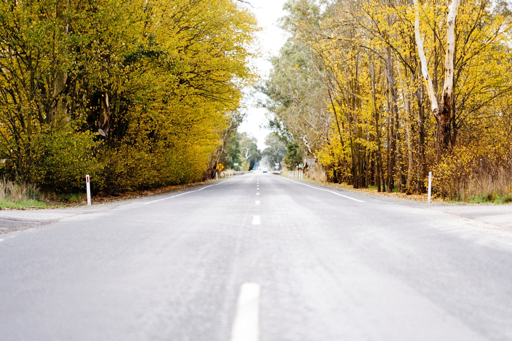 an empty road surrounded by trees with yellow leaves