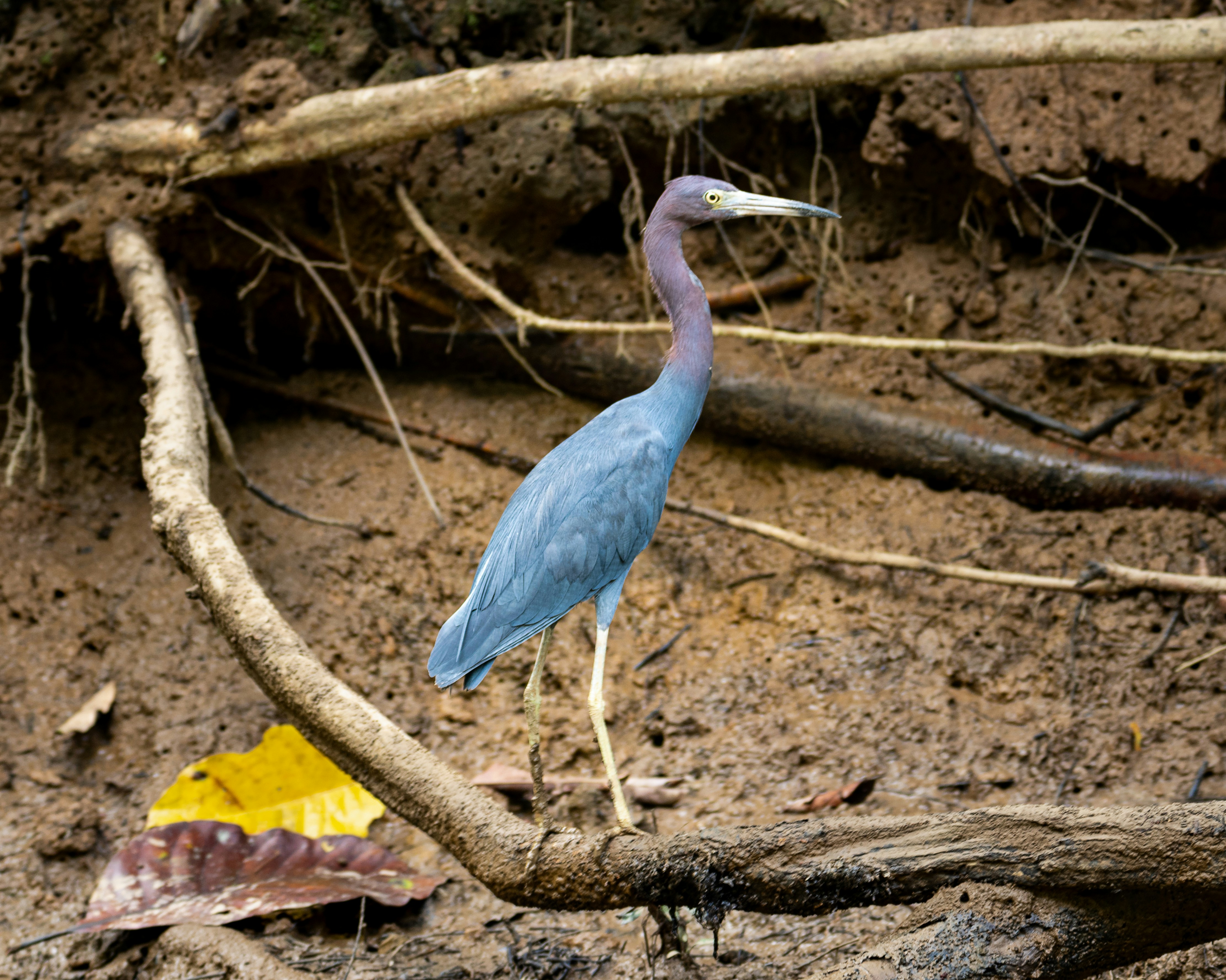 a blue bird is standing on a branch