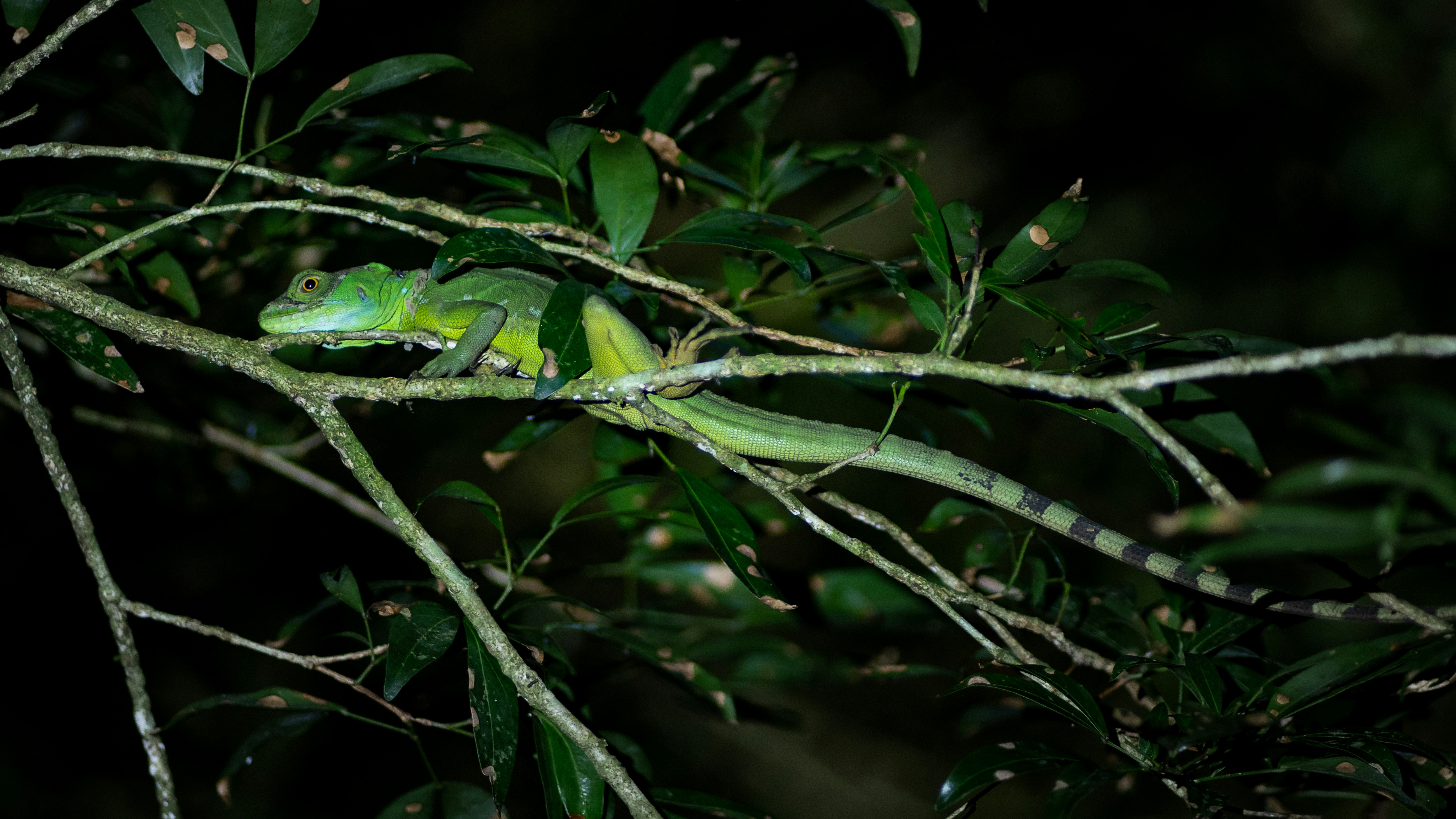 un lézard vert assis au sommet d’une branche d’arbre