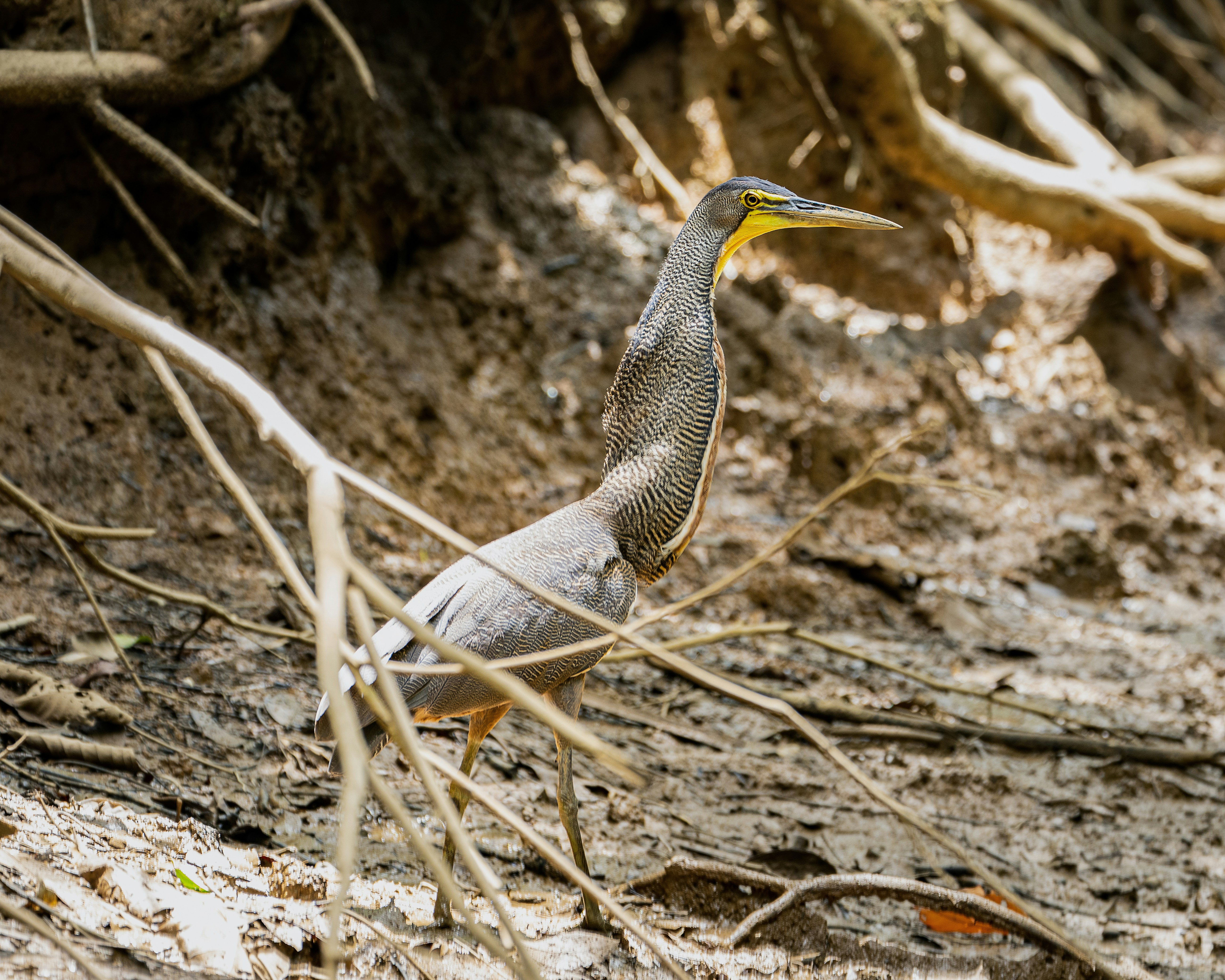 a bird with a yellow beak standing in the dirt