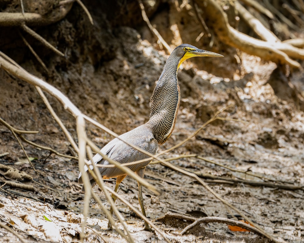 a bird with a yellow beak standing in the dirt