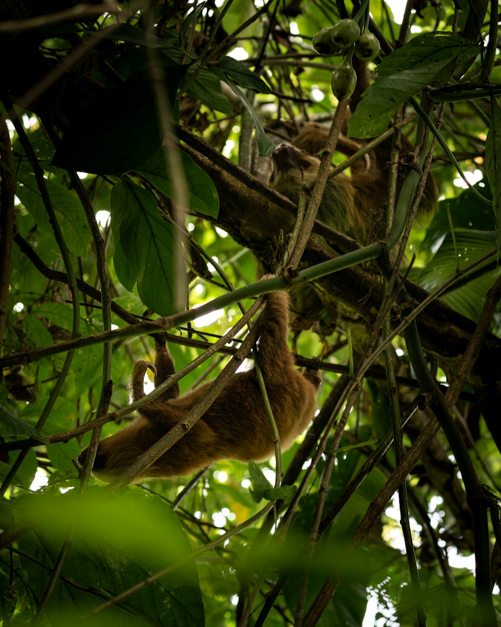 a sloth hanging from a tree branch in a forest