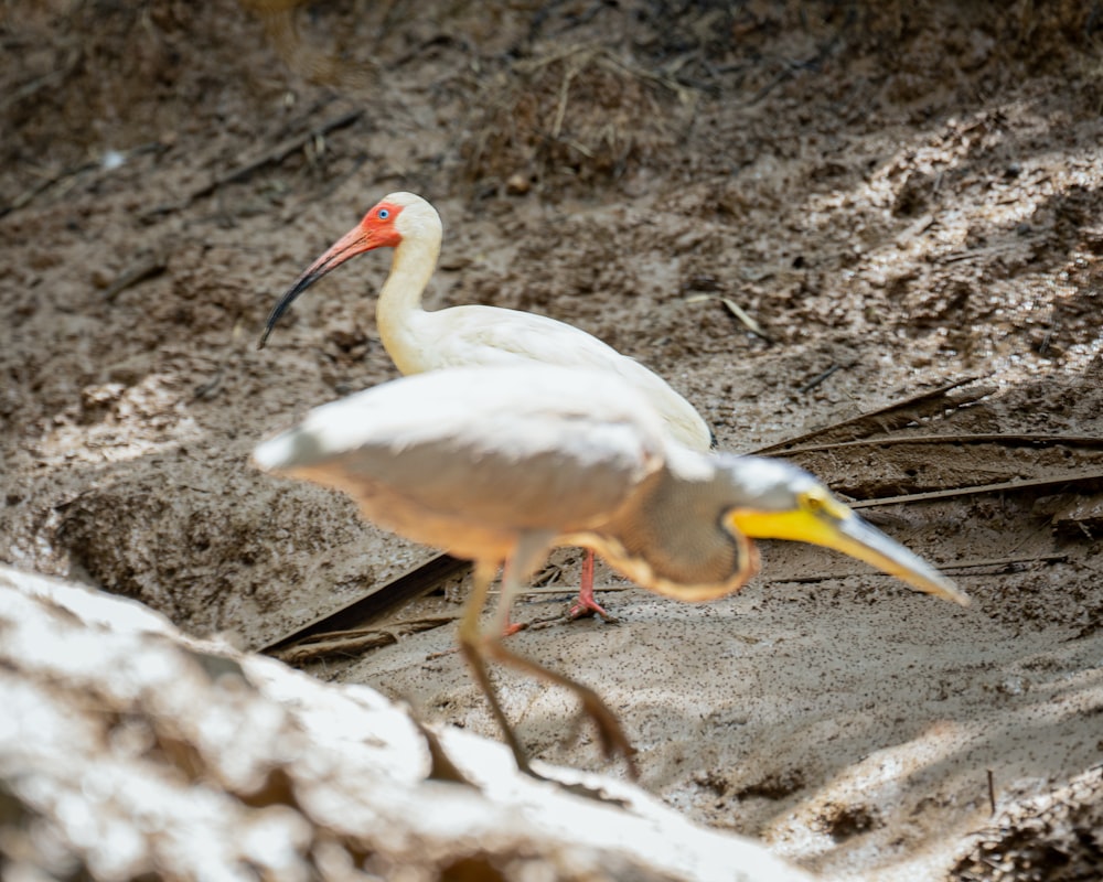 a white bird with a yellow beak walking on the ground