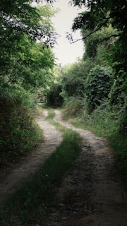 A narrow dirt path winds through dense green foliage, surrounded by tall bushes and trees on either side. The path is partially covered with grass, indicating infrequent use. Overhead, branches and leaves create a canopy that filters the light, creating a serene and secluded atmosphere.
