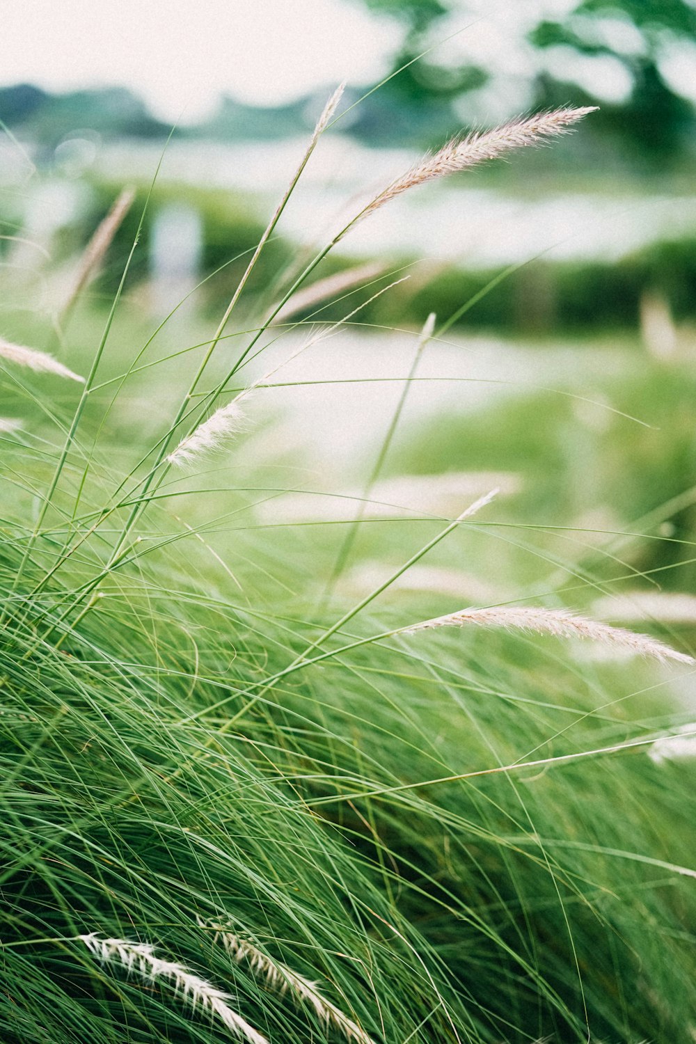 a close up of a bunch of tall grass