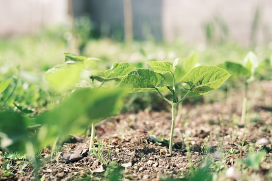 a small green plant is growing in the dirt