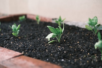 Black Soil