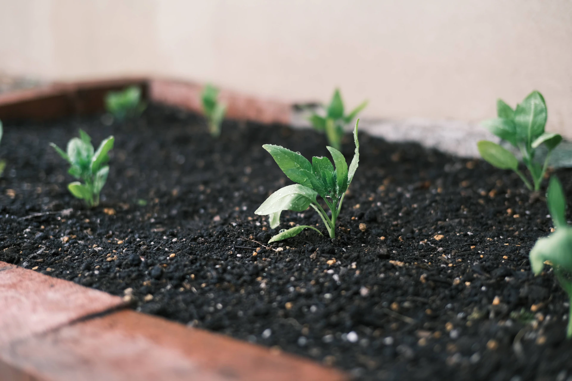 a close up of a plant growing in a pot
