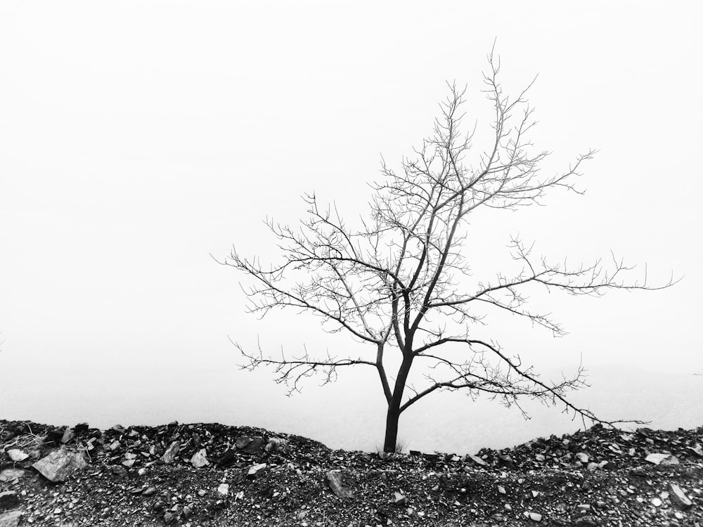 a lone tree stands alone in a barren field