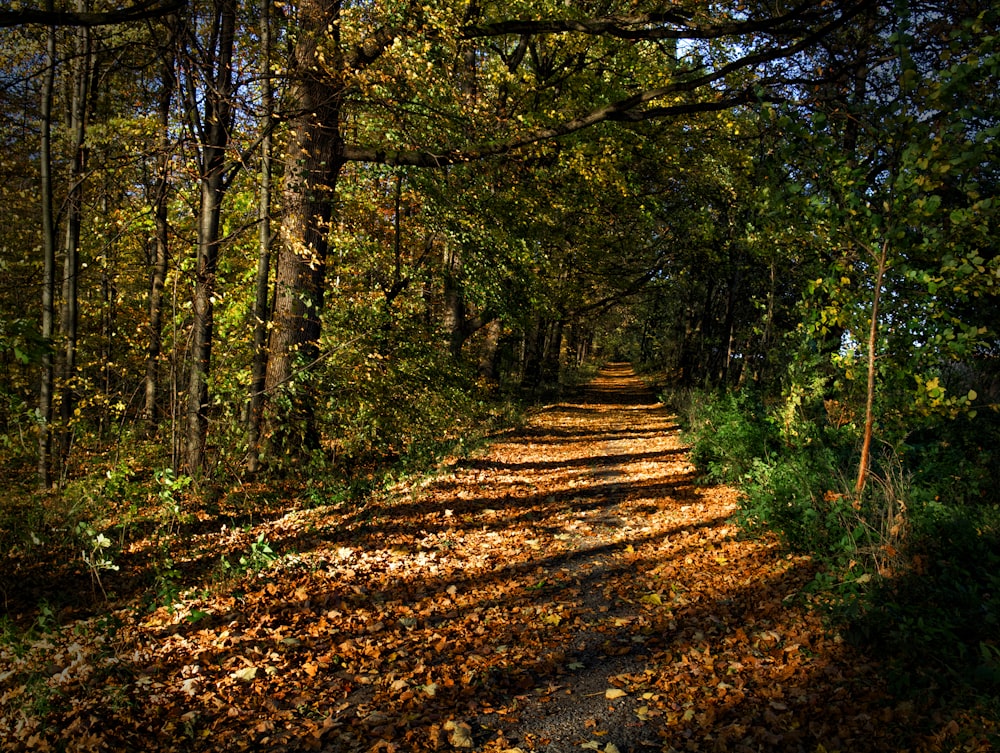 una strada sterrata circondata da alberi e foglie
