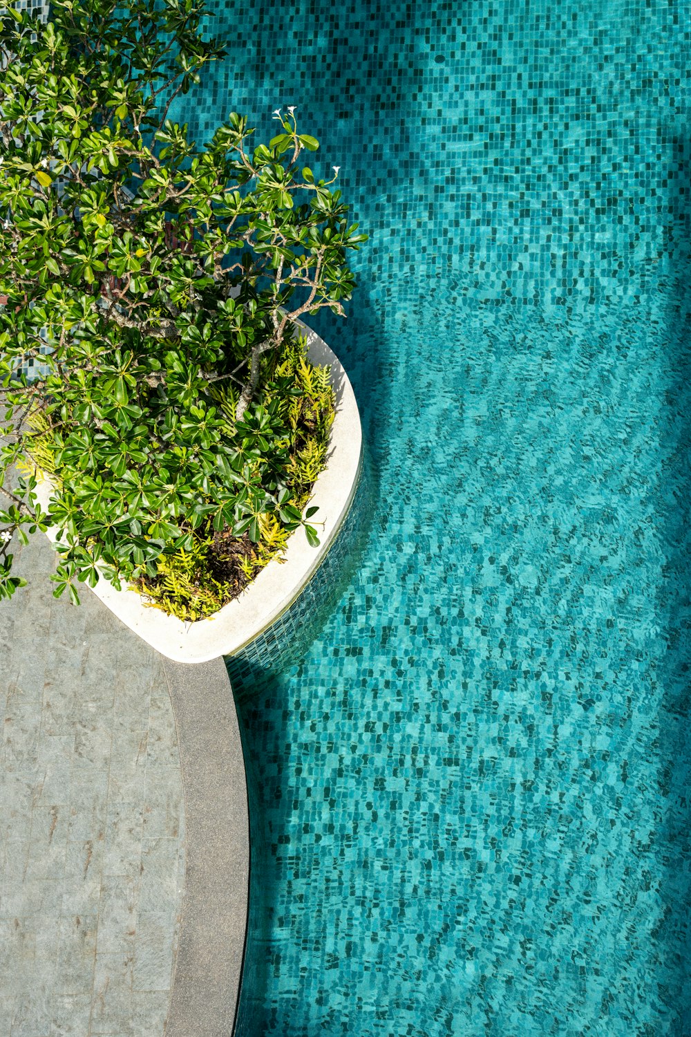 um vaso de planta sentado ao lado de uma piscina