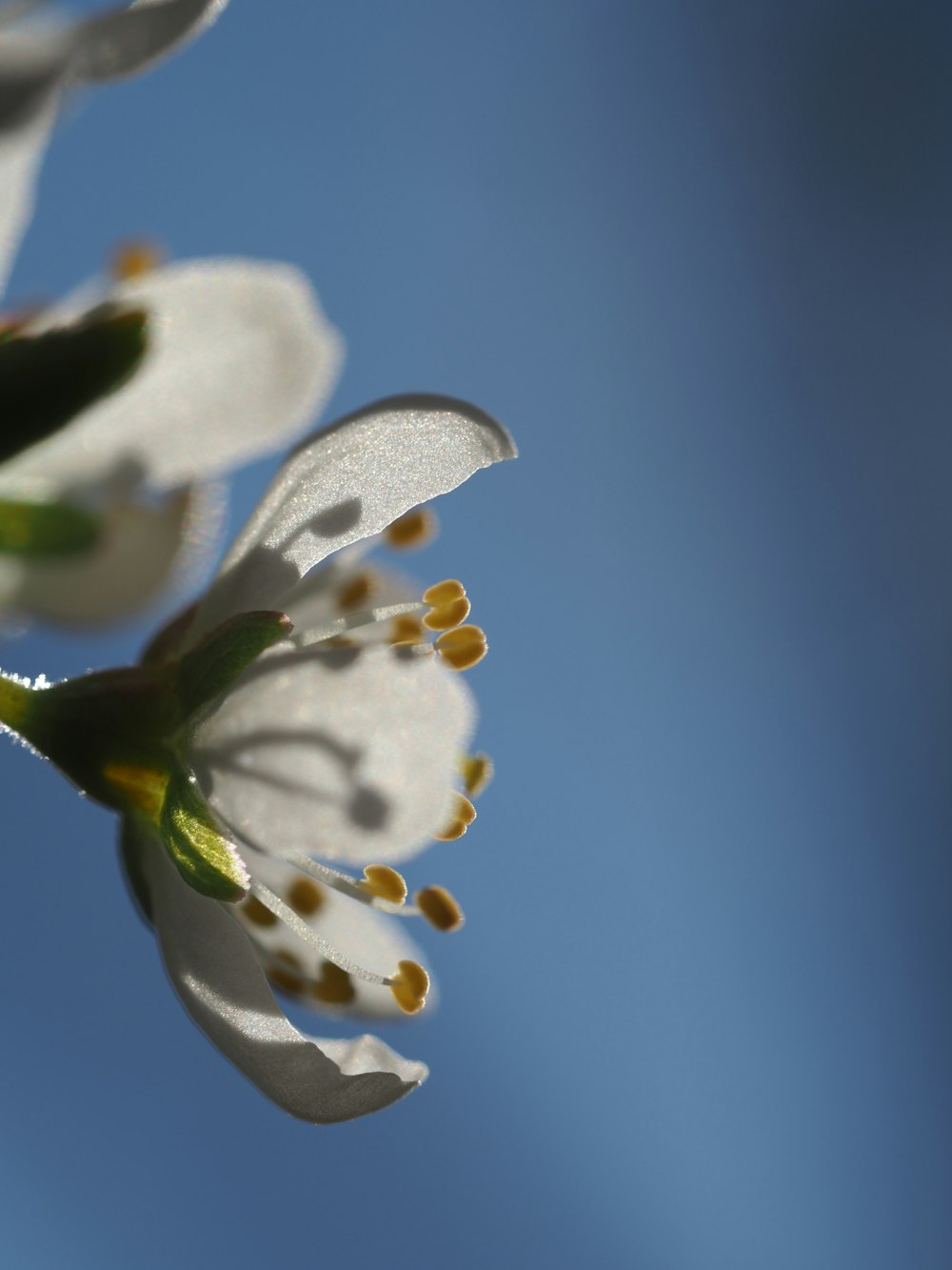 a close up of a flower with a blue sky in the background