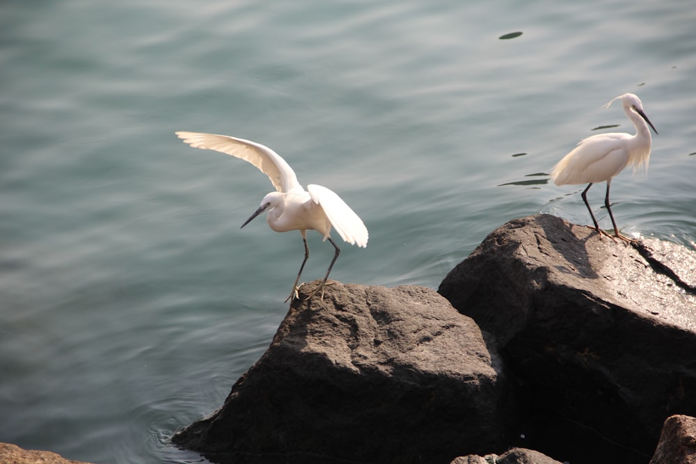 two white birds standing on rocks in the water