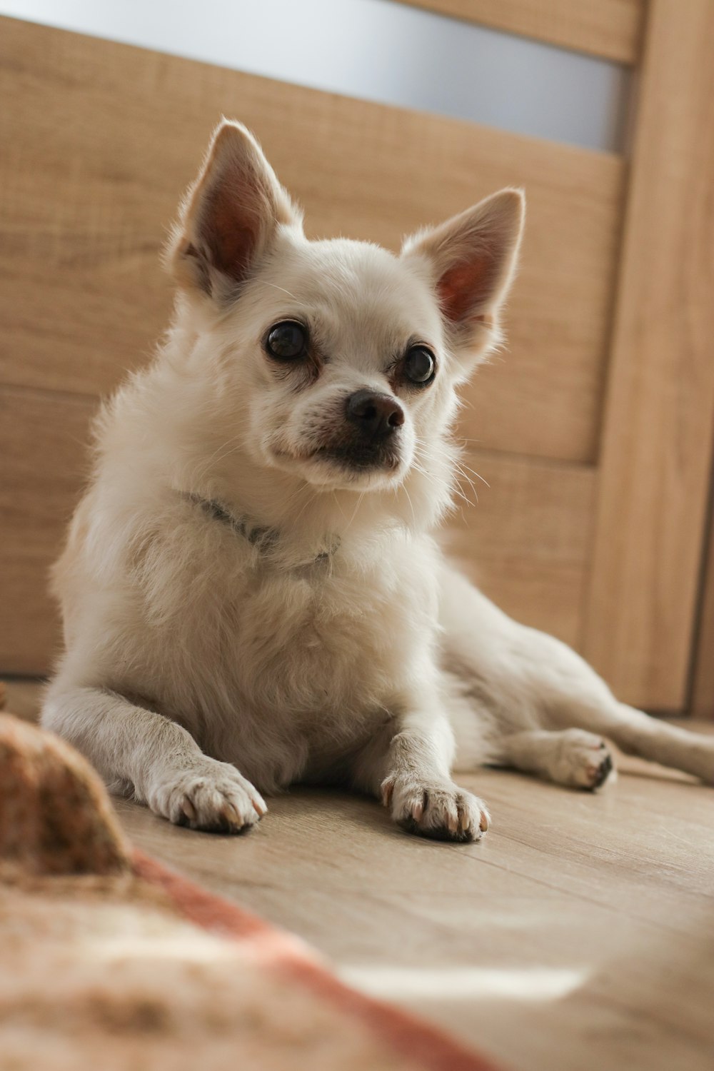 a small white dog sitting on a wooden floor