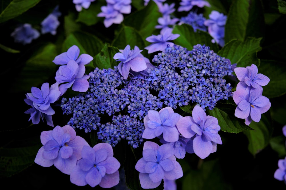 a bunch of purple flowers with green leaves