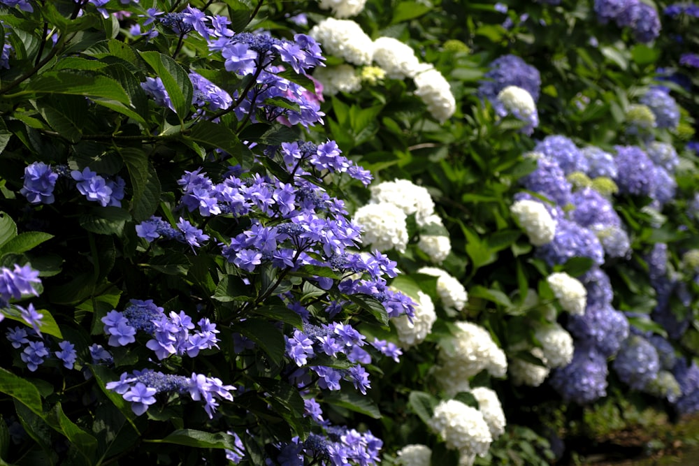 a row of blue and white flowers next to each other