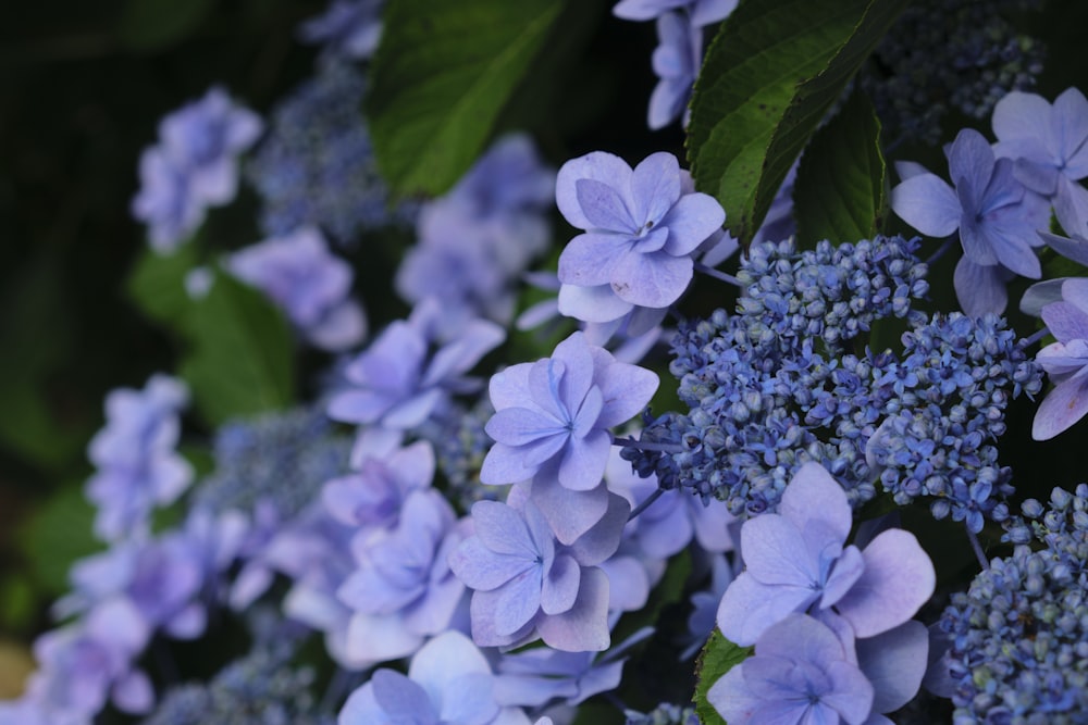 a close up of a bunch of blue flowers