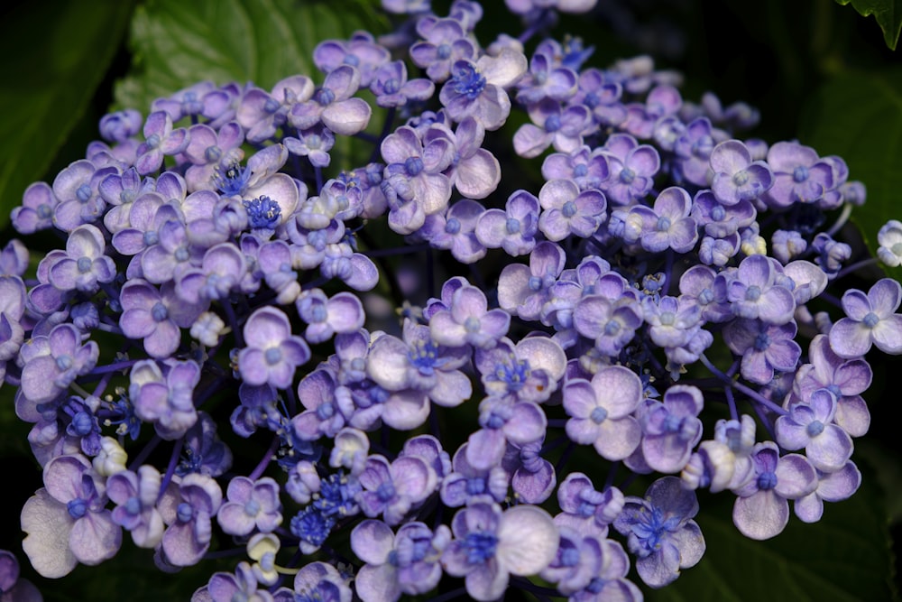 a close up of a bunch of purple flowers