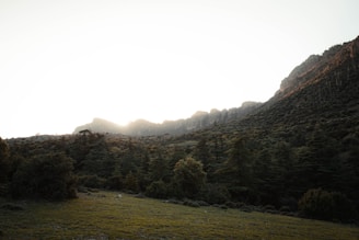 A serene landscape showing a sunrise over a lush green forest symbolizing hope and renewal.