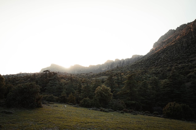 A serene landscape showing a sunrise over a lush green forest symbolizing hope and renewal.