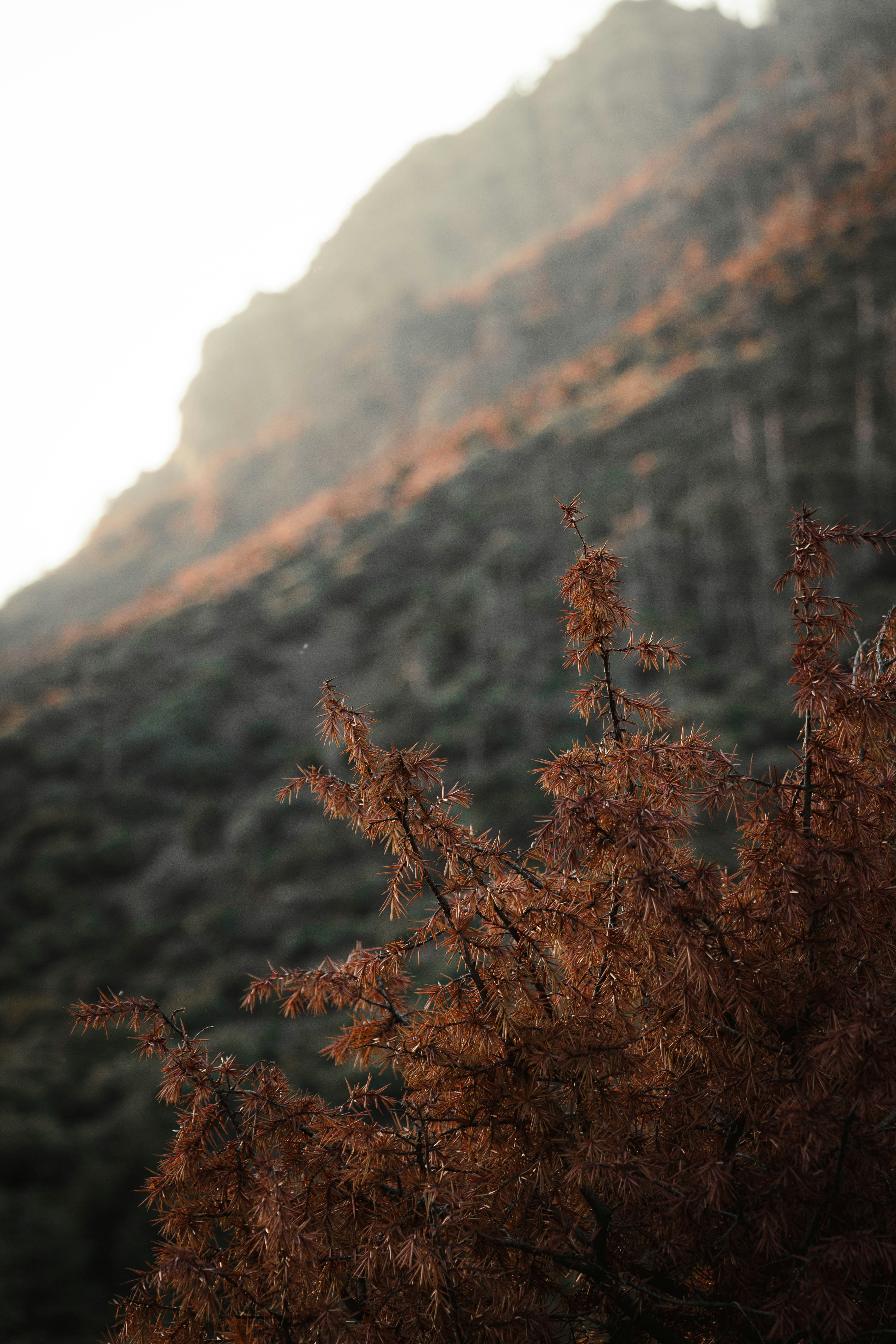 a bird perched on top of a tree next to a mountain