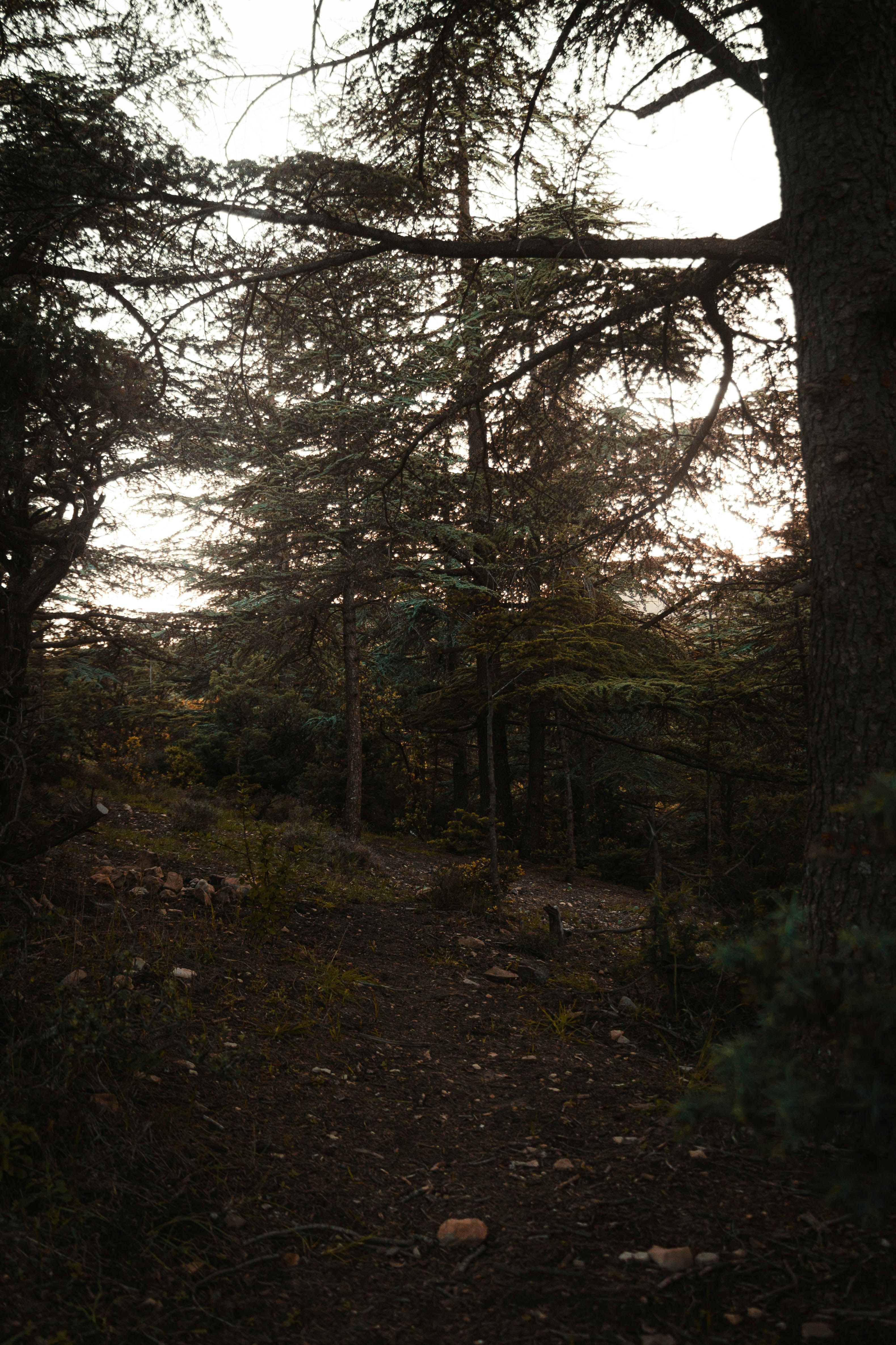 a path through a forest with lots of trees