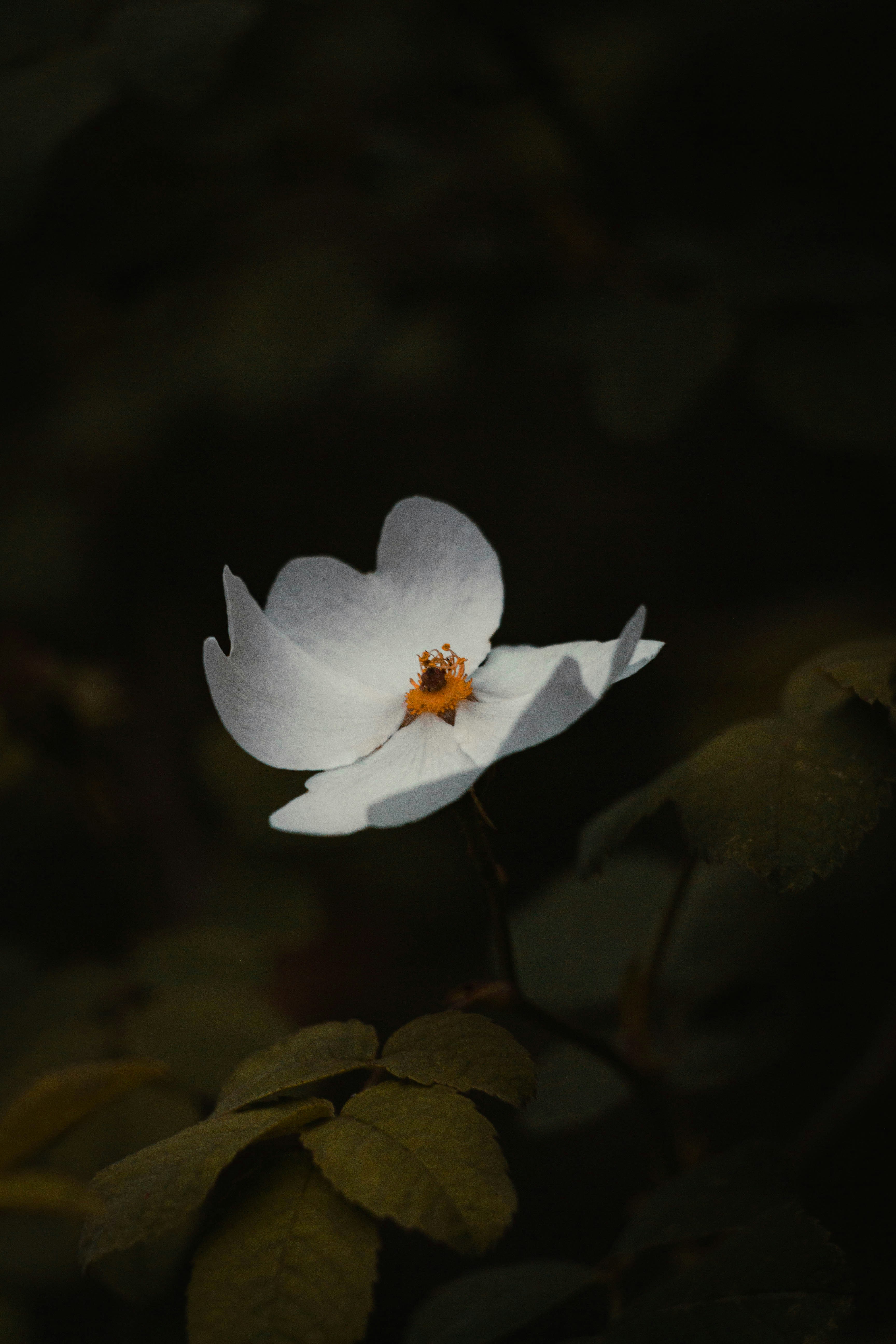 a white flower with a lady bug on it