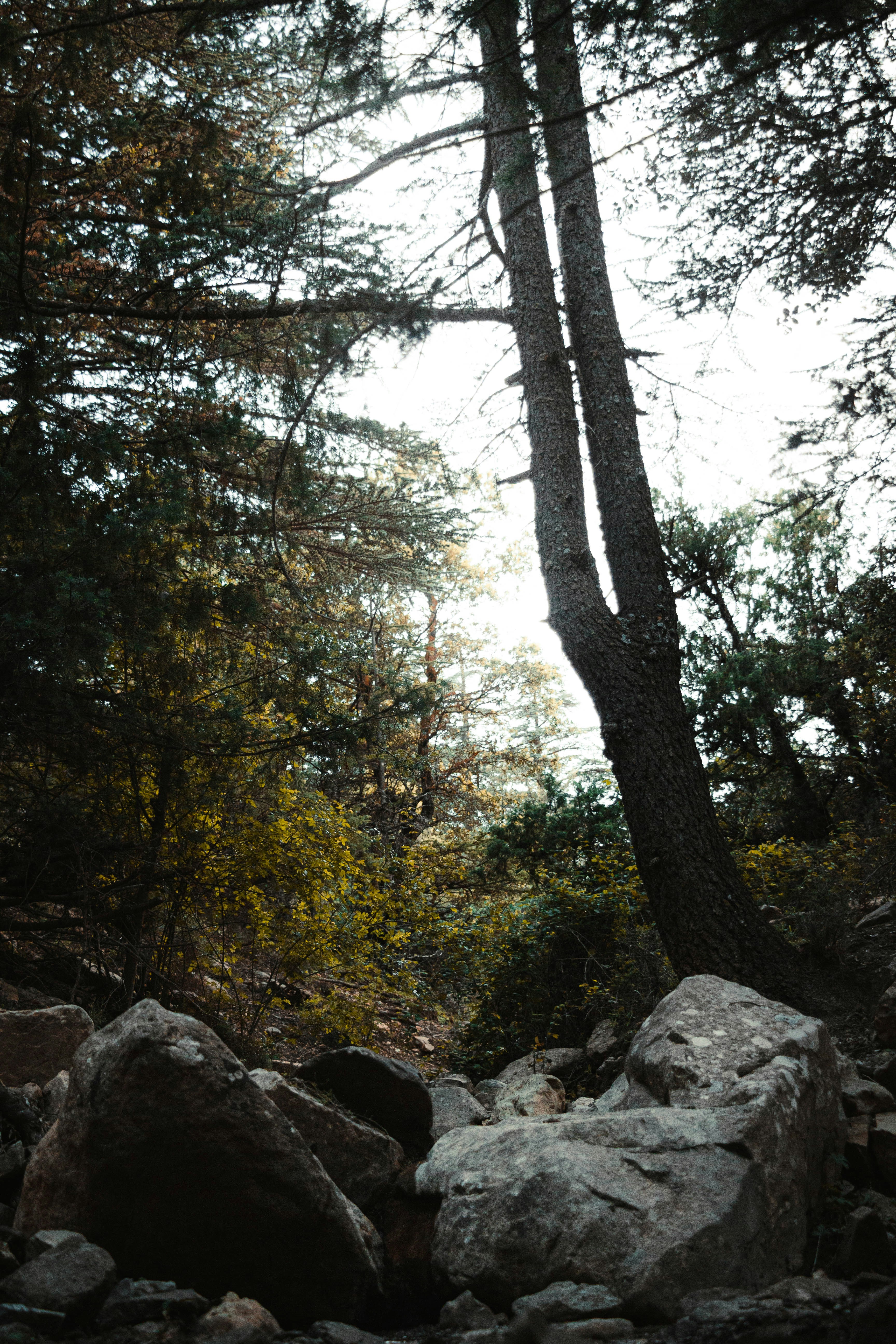 a couple of trees that are next to some rocks