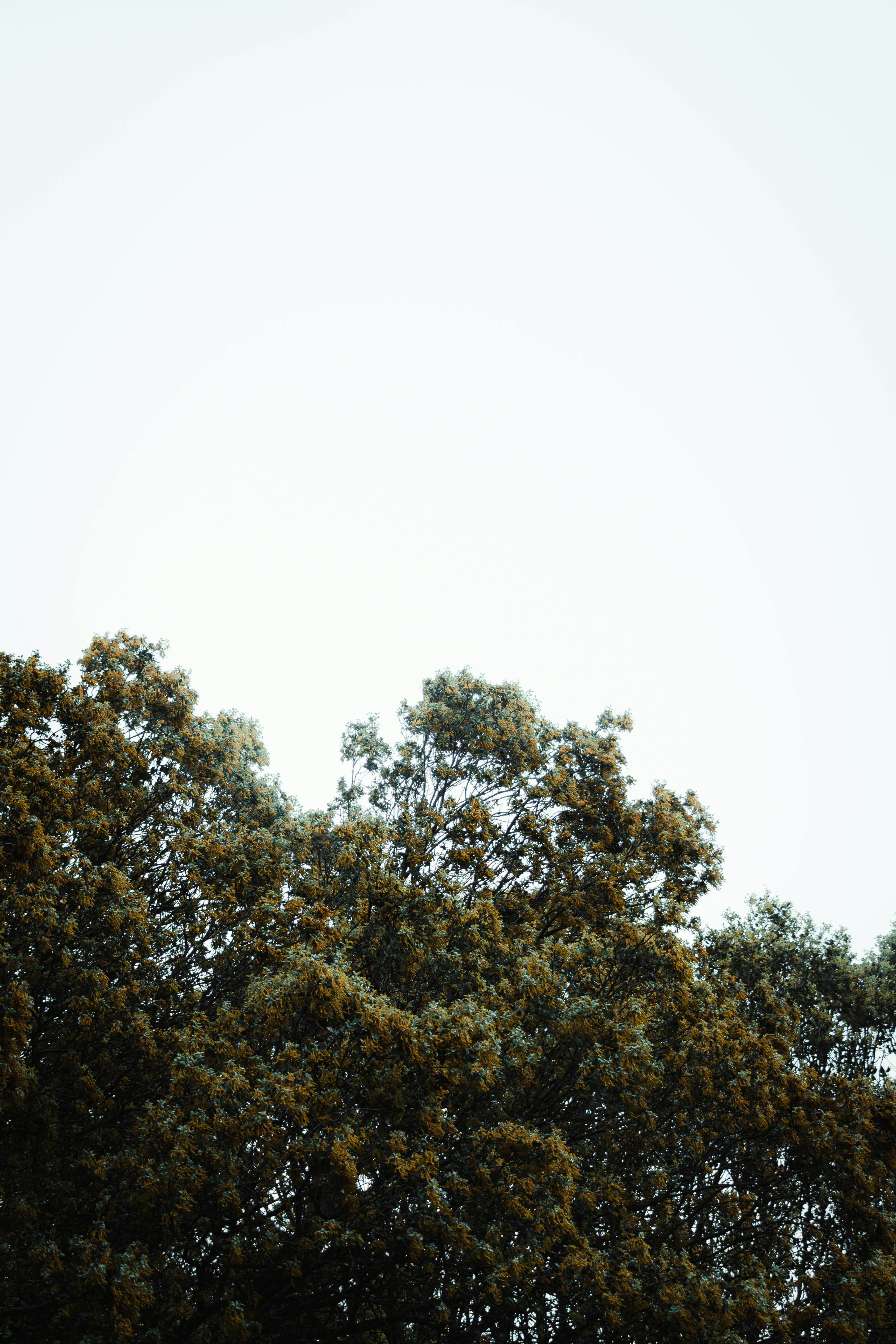 a large tree with lots of green leaves
