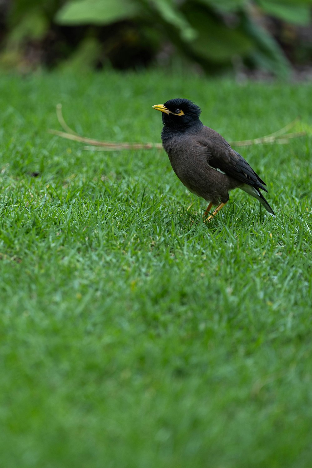 a black bird standing on top of a lush green field