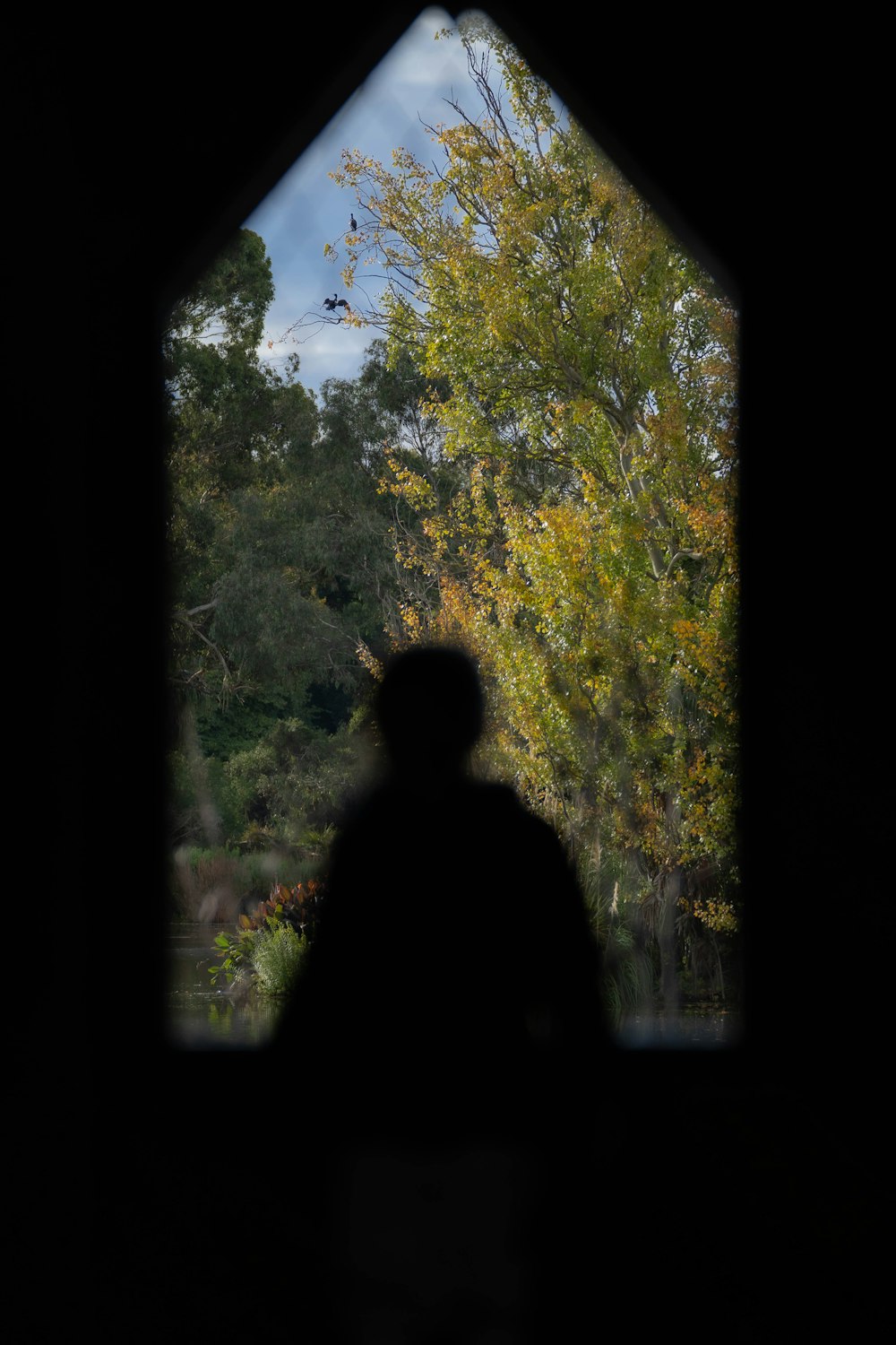 a person looking out of a window at trees