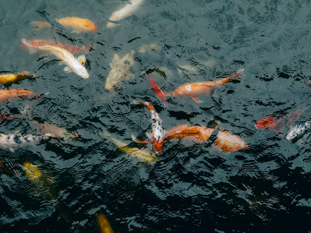 Koi Piala Merah