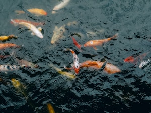 Koi Piala Merah