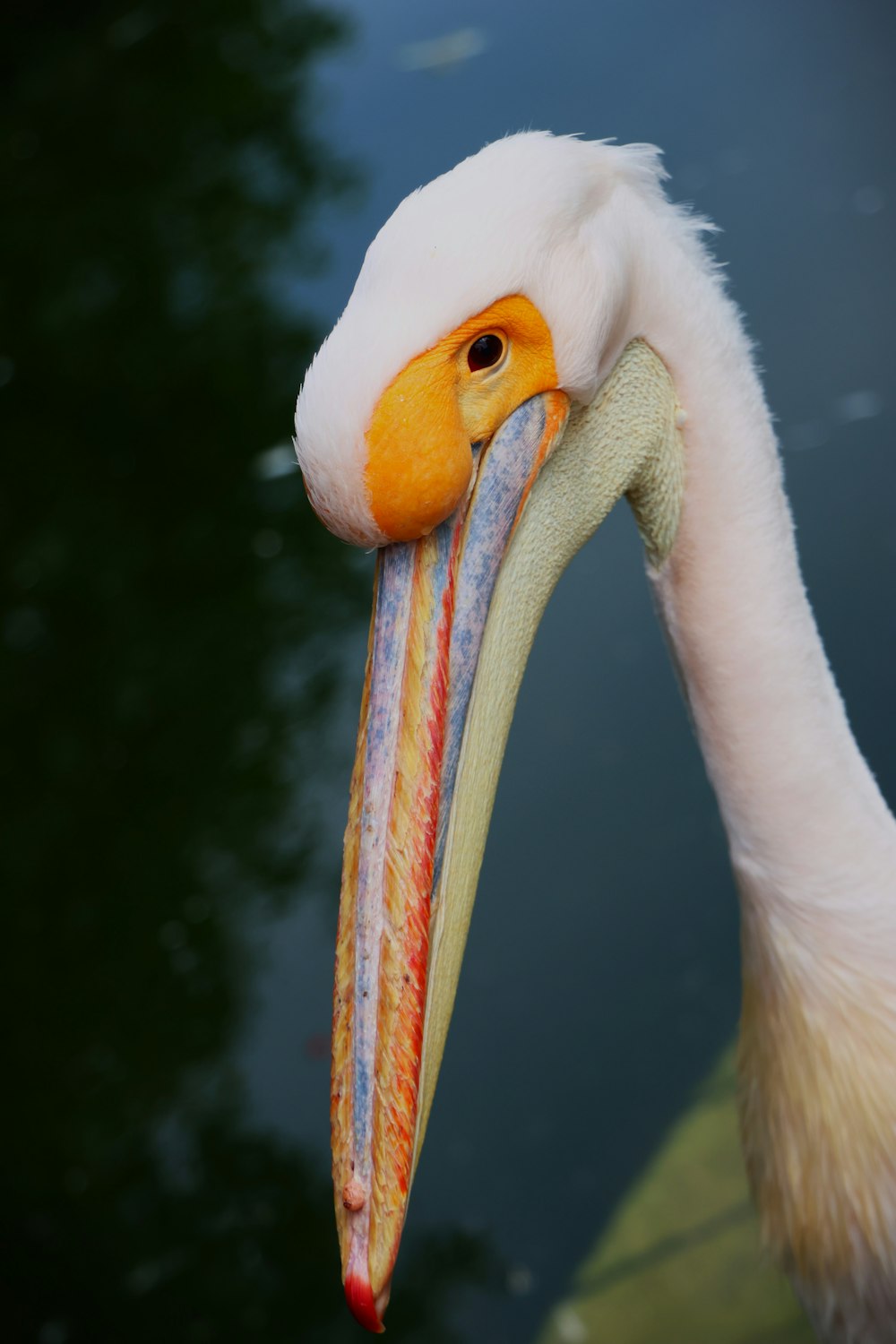 a large white bird with a long beak