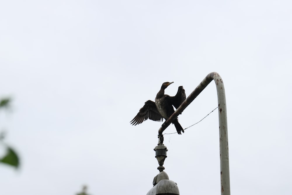 a bird sitting on top of a lamp post