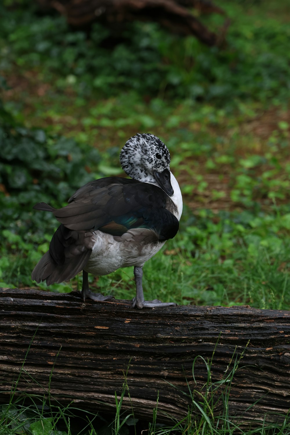 a bird standing on a log in the grass