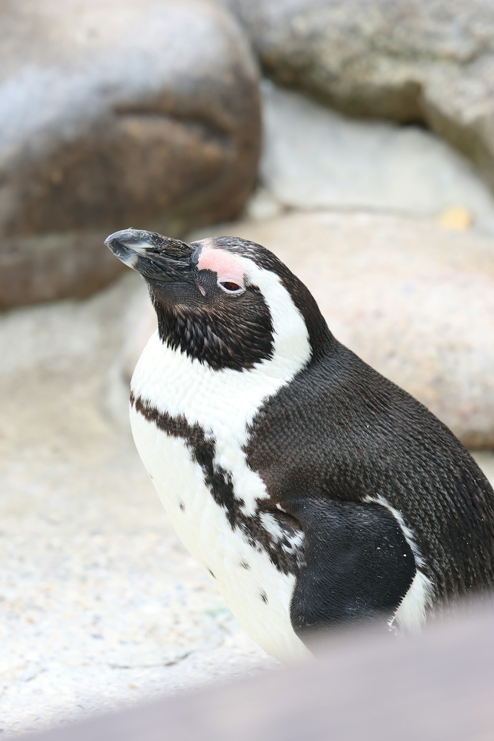 a black and white penguin standing on top of a rock