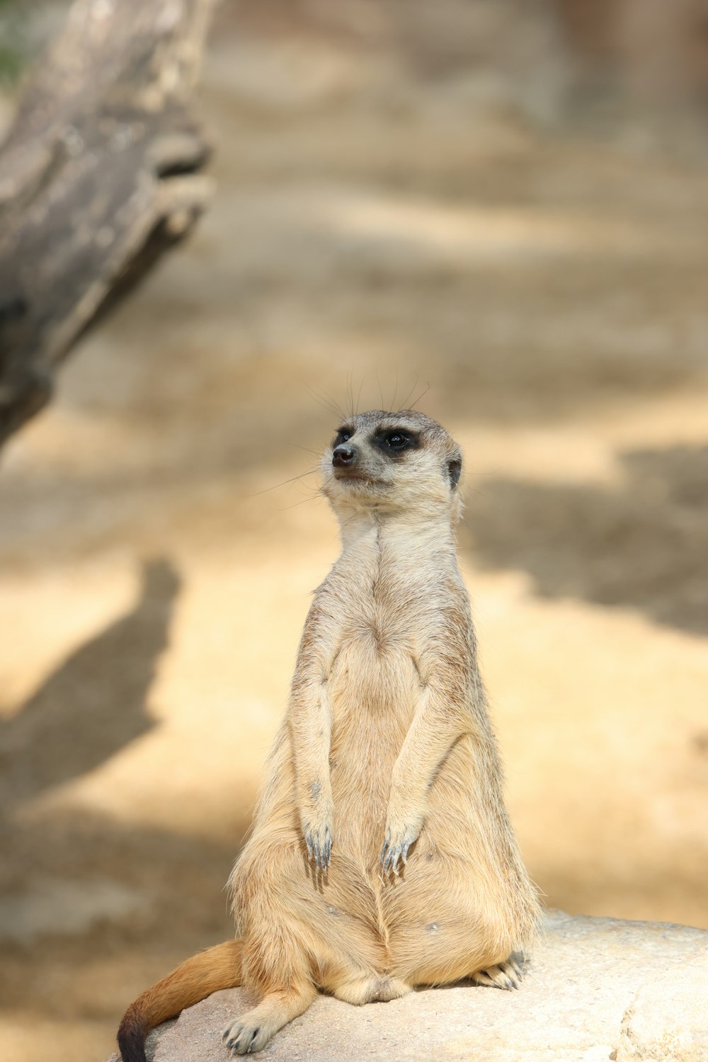a small meerkat sitting on a rock