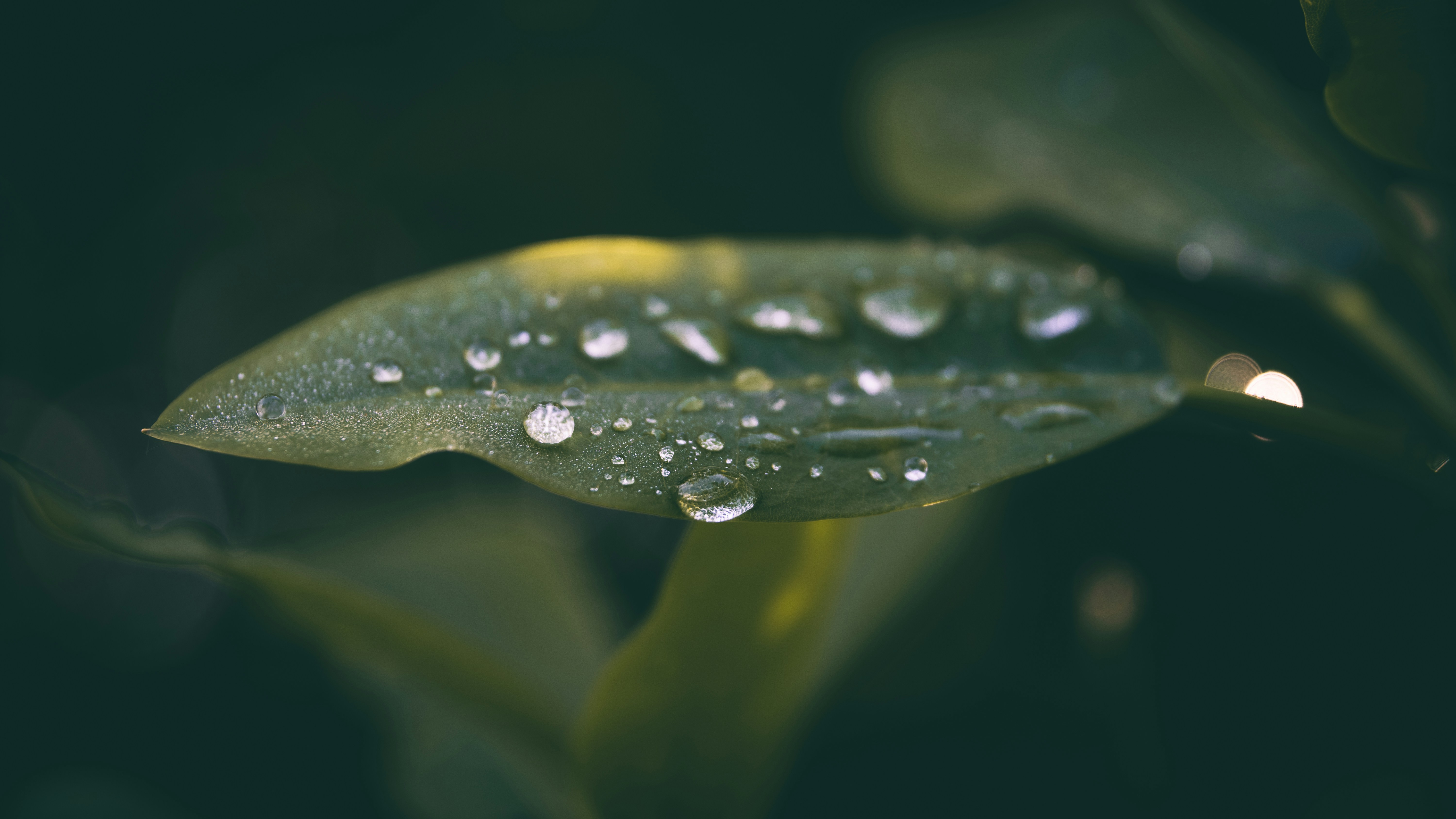 a green leaf with drops of water on it