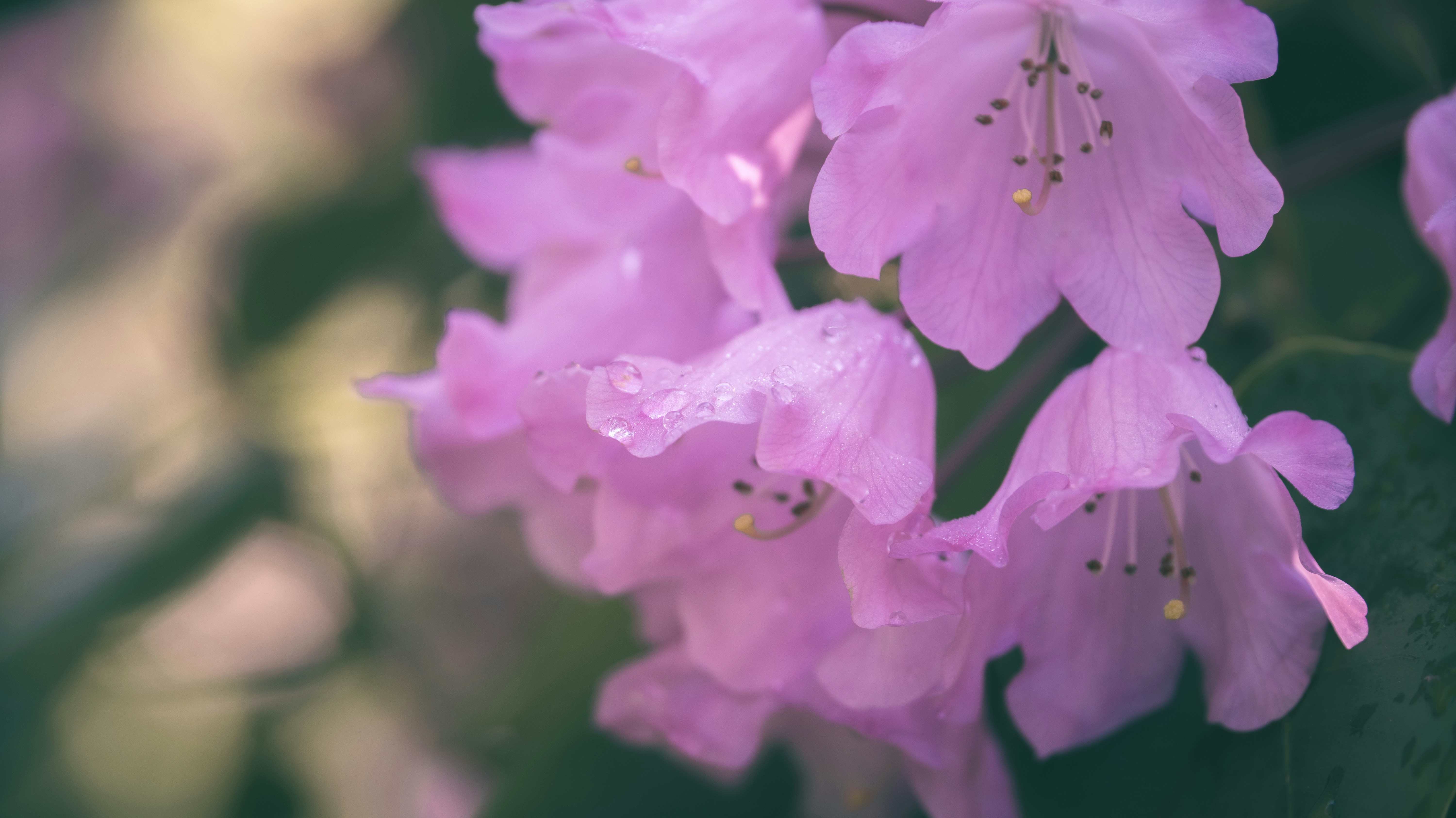 Photo by raedkasrawani