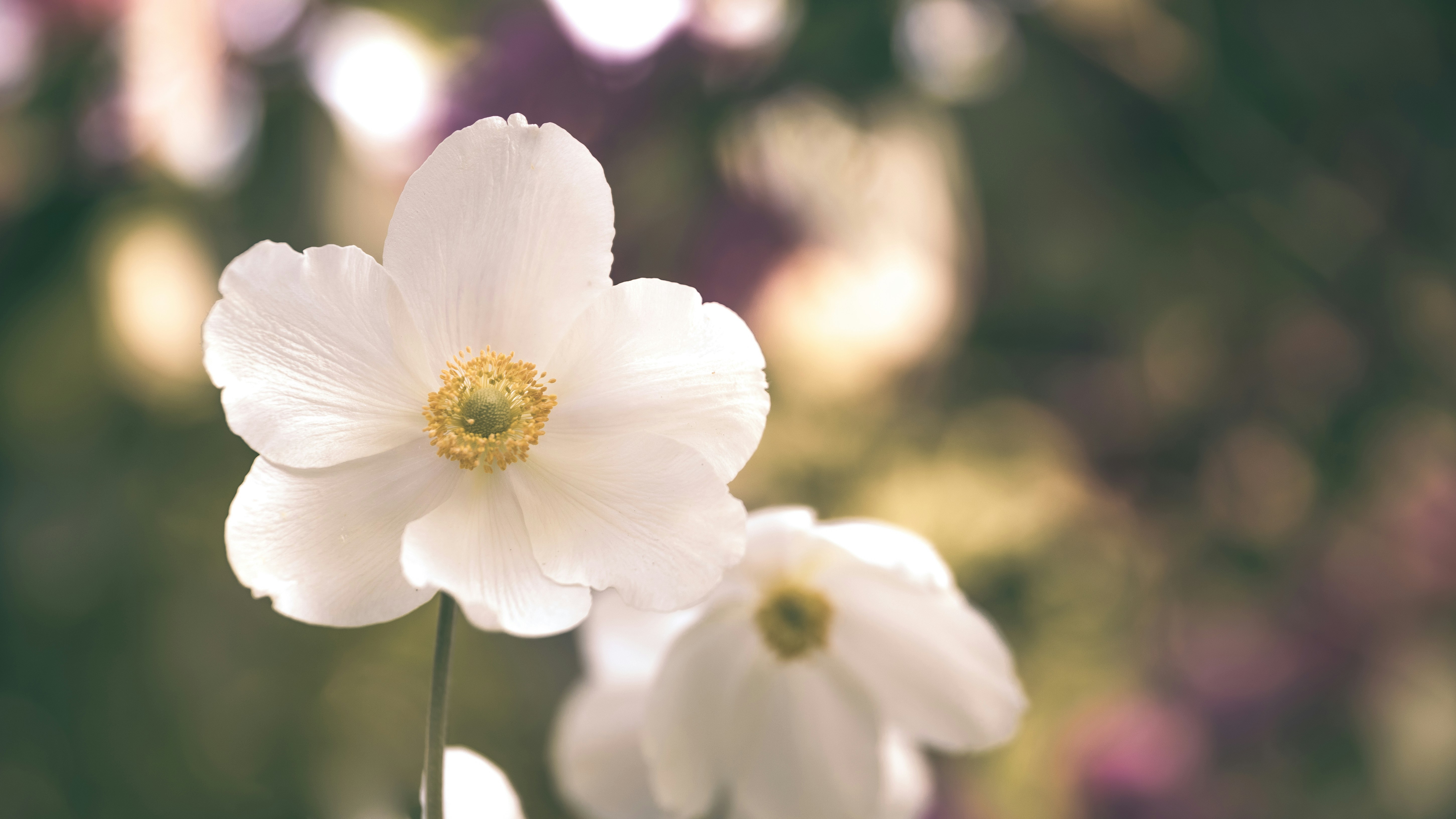 Photo by raedkasrawani