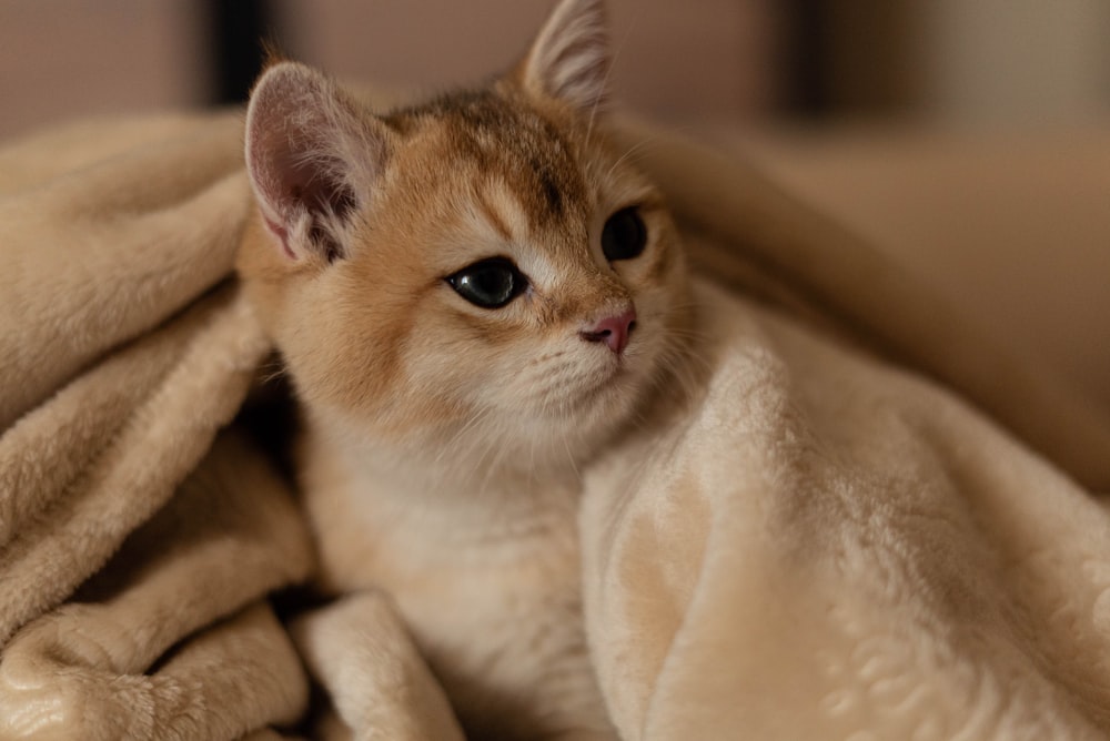 a small kitten sitting on top of a blanket