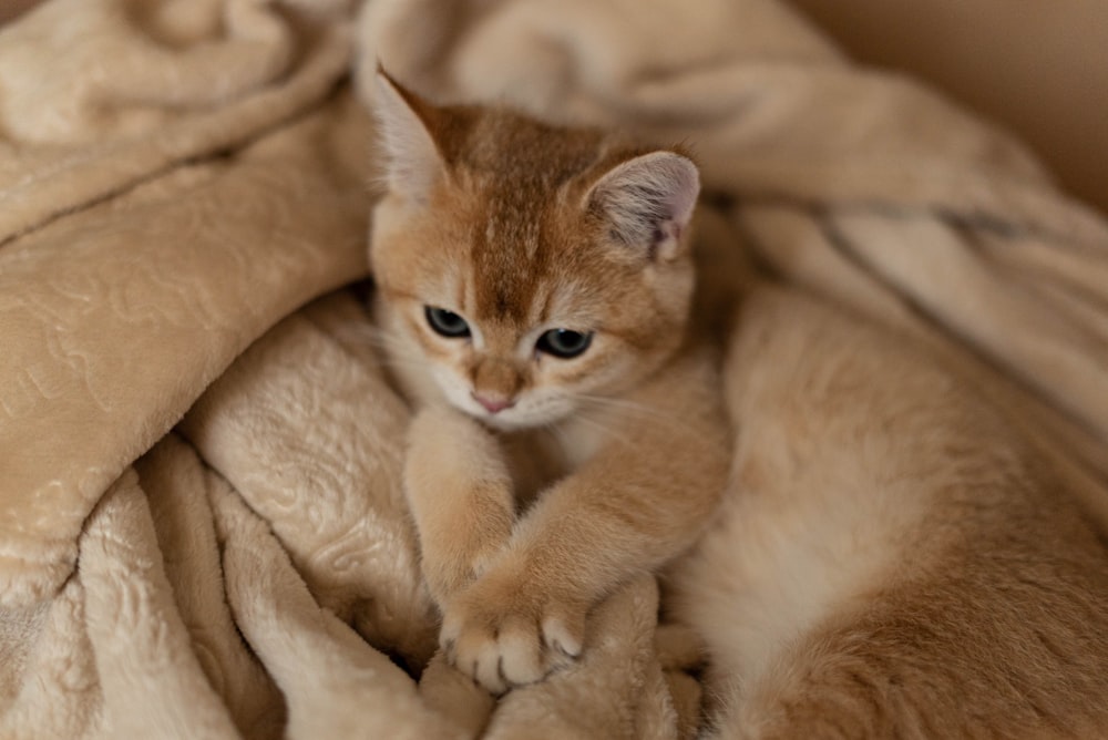 a small kitten sitting on top of a blanket