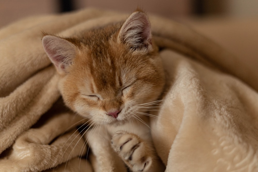 a cat sleeping on top of a blanket on top of a bed