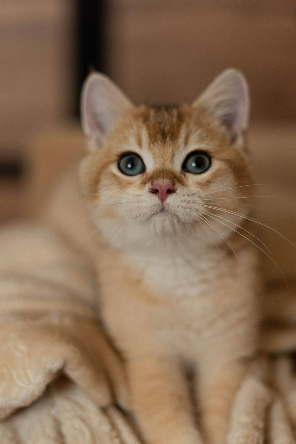 a cat with blue eyes sitting on a blanket