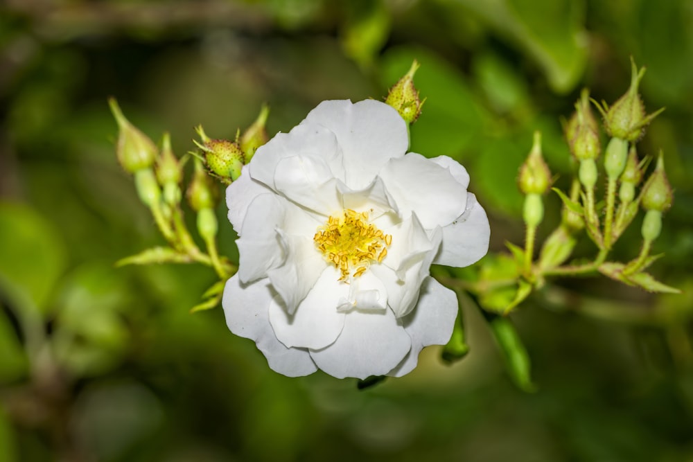 a white flower with yellow center surrounded by green leaves