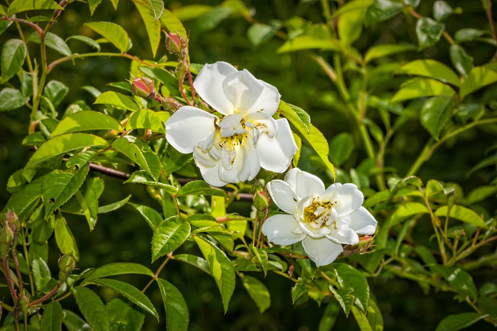 two white flowers with green leaves in the background