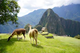 Llamas grazing on the rolling hills near the Sacred Valley under a bright blue sky.